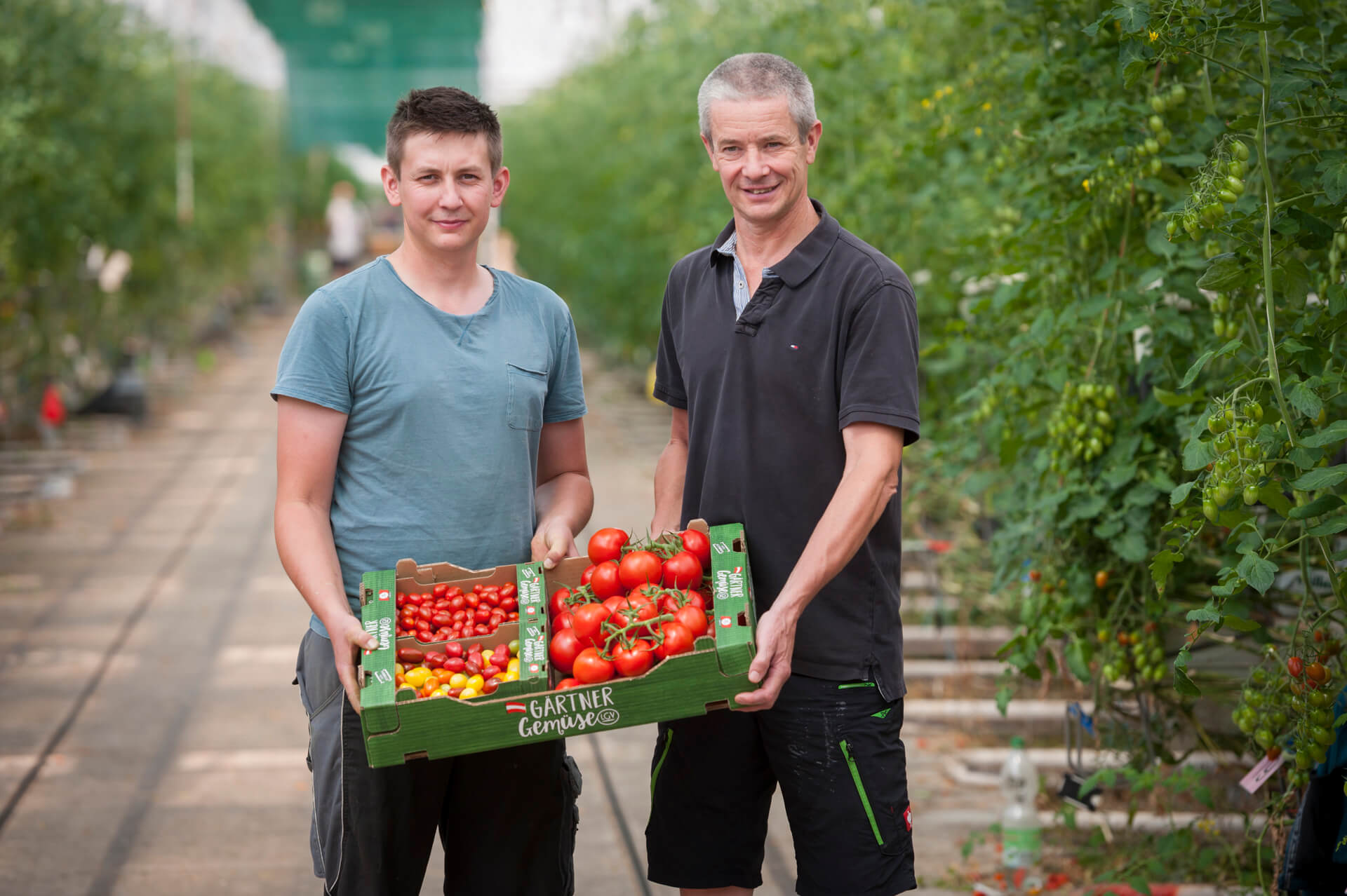Gärtnergemüses LGV